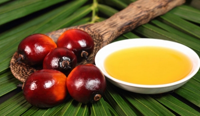 Sustainable oil palm central to the success of Sri Lanka’s plantation industry
