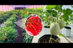 DIMO Agritech Introduces New Solutions to Mitigate Impact of Climate Change on Crops with Advisory Service