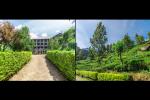 Dunsinane Estate Leading the Way in Tea, Tradition and Sustainability