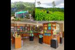 The Story of Labookellie Estate – A Fusion of Traditional Tea Heritage and Futuristic Innovation