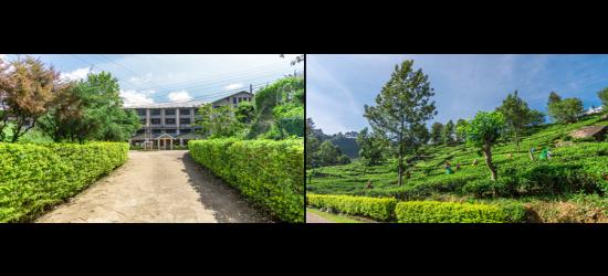 Dunsinane Estate Leading the Way in Tea, Tradition and Sustainability
