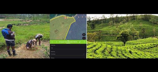 Hayleys Plantations Launches TSHADE to strengthen climate resilience and enhance tea quality