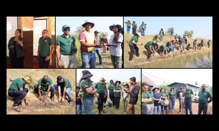 SLT-MOBITEL and Battle of the Maroons ‘Play for the Planet’ by restoring Anawilundawa’s mangrove ecosystems