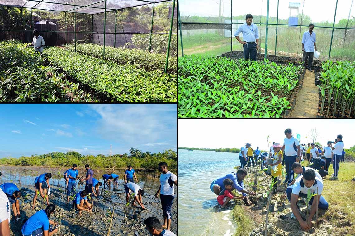 Tokyo Cement Marks World Environment Day with 100,000 Mangroves for a Greener Sri Lanka