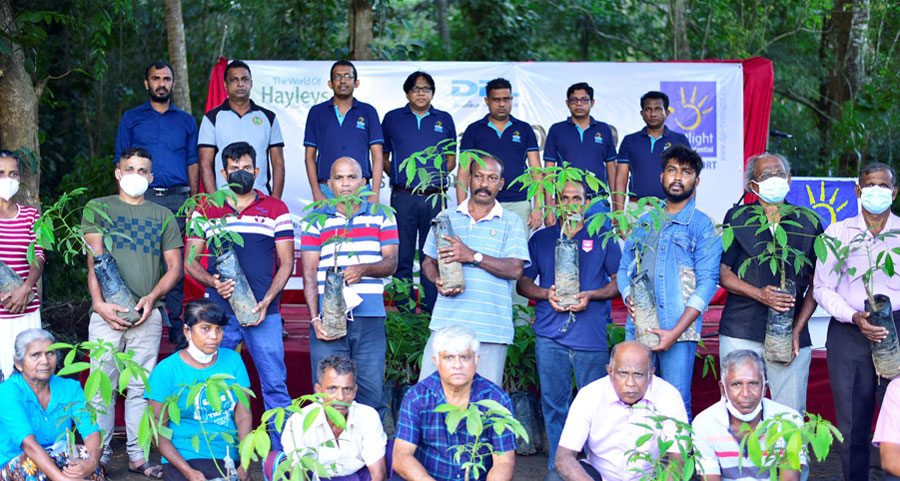 DPL distributes Rubber Saplings
