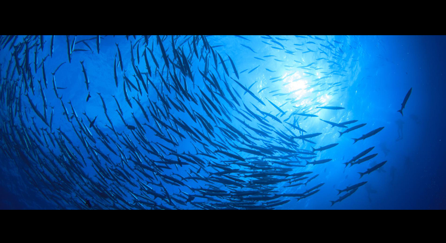 New Commonwealth grants available for ocean projects