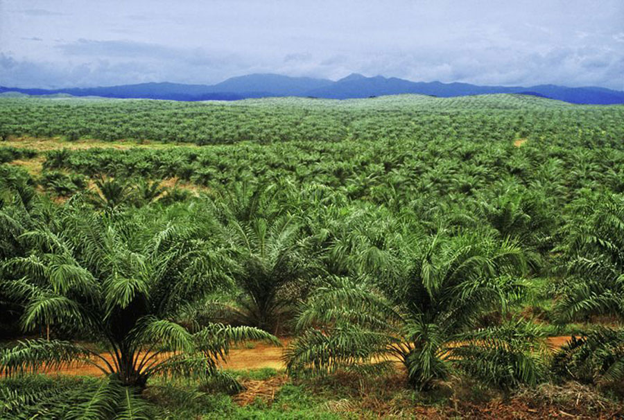 Namunukula Plantations