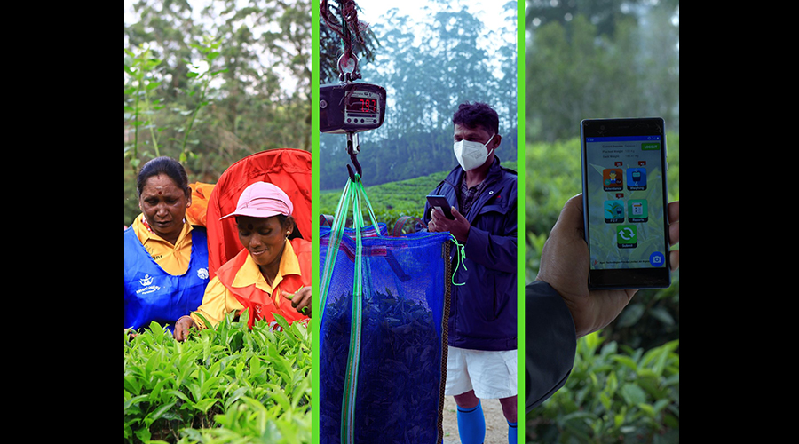KVPL takes global leadership on sustainable plantation management