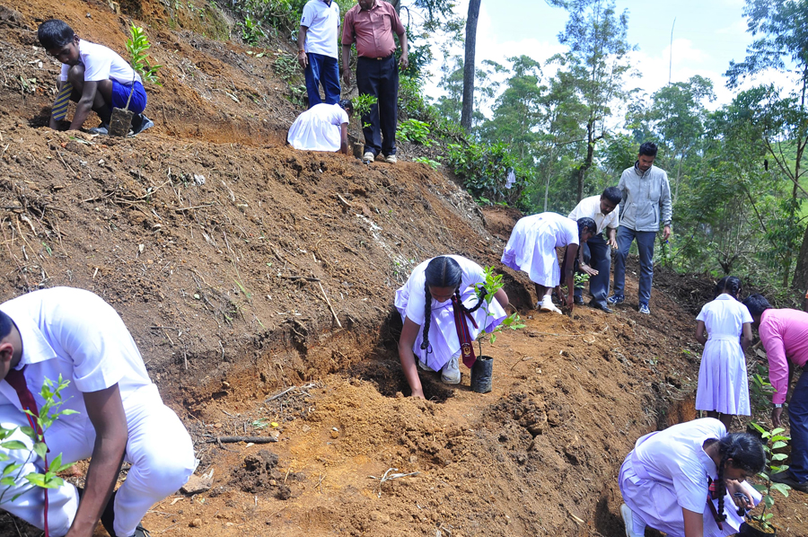 Bogawantalawa Tea Estates PLC celebrates World Environment Day 2023