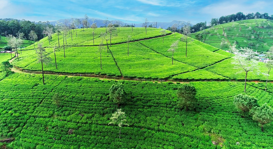 Damro revived Agalawatte Plantations in verdant start to 2023
