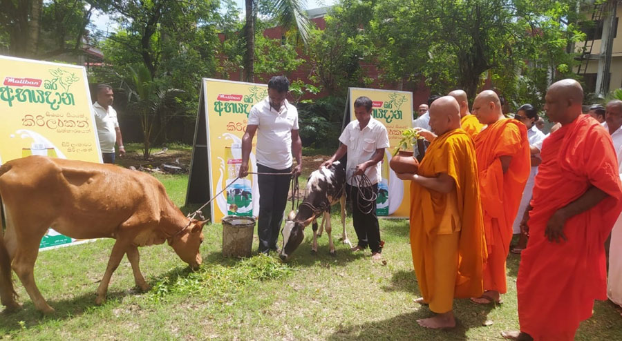 Maliban continues to support local farmers with cattle donation