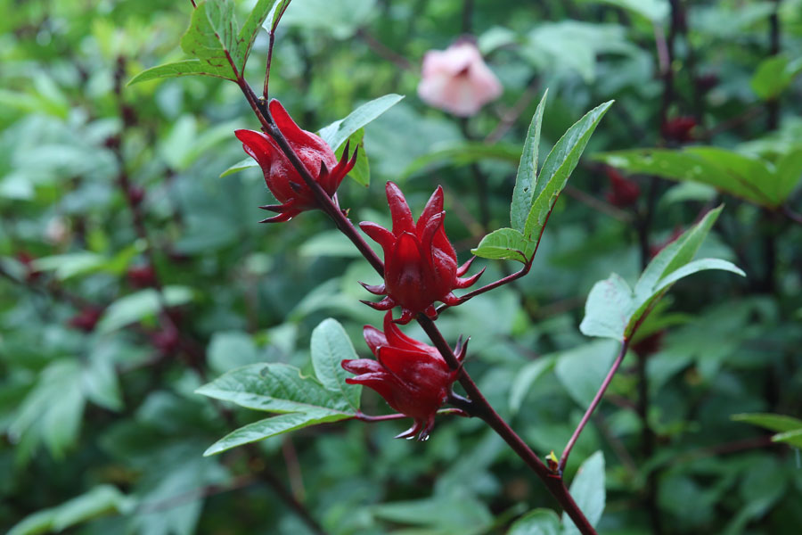 Roselle Hibiscus 1