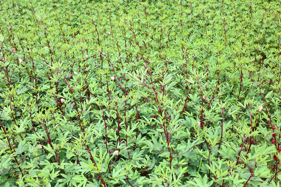 Roselle Hibiscus