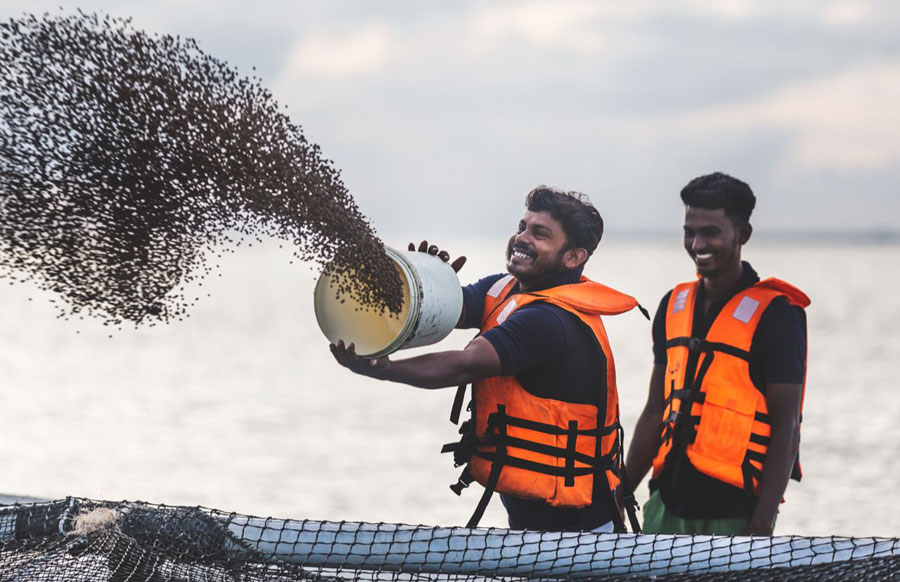 Oceanpick Oceanic Fin Fish Farm Image