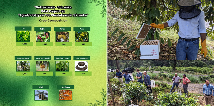 Halgolla Estate Pioneers Climate Smart Agroforestry in Netherlands Backed Pilot