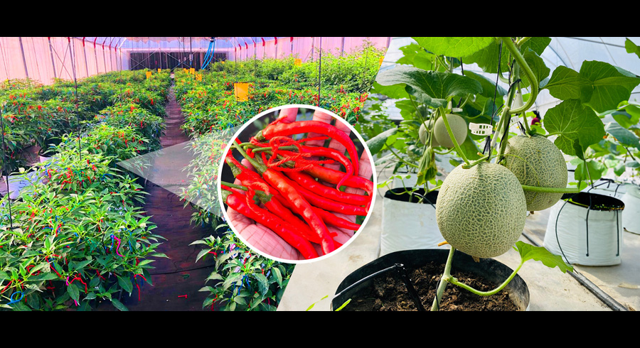 DIMO Agritech Introduces New Solutions to Mitigate Impact of Climate Change on Crops with Advisory Service