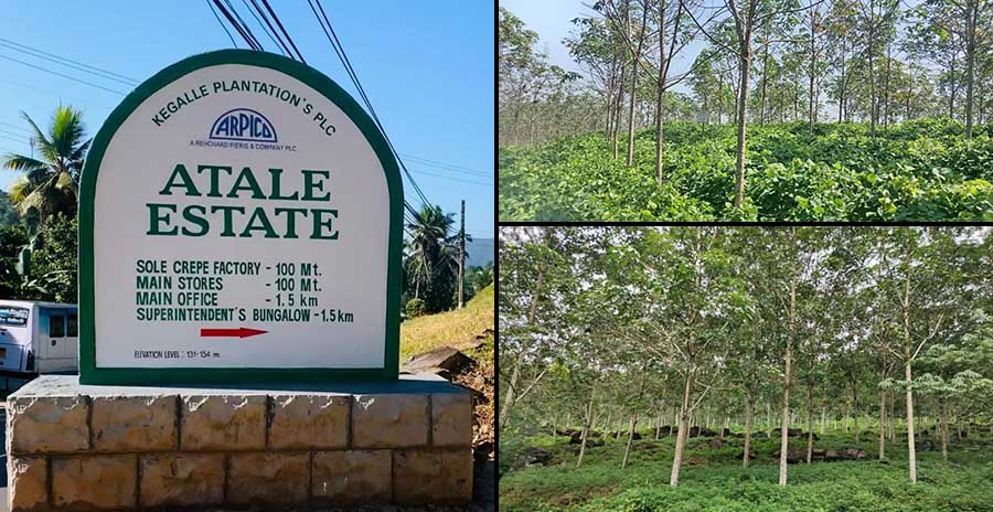 Atale Estate A Century of Stewardship Sustainability at Sri Lankas Largest Rubber Estate