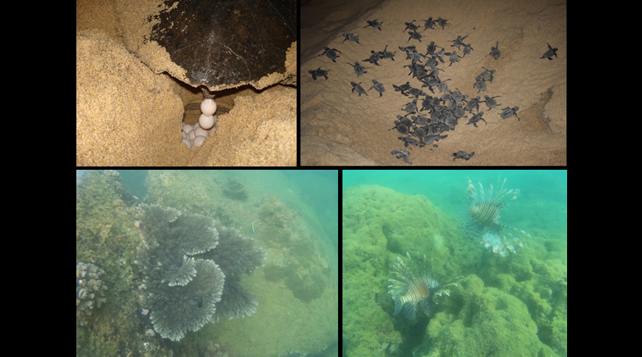 DIMO continues commitment to environmental sustainability and protecting marine life