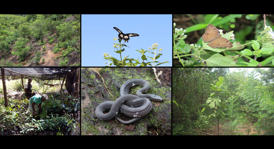 DIMO successfully completes five year LIFE reforestation project