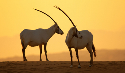Emirates reaffirms its green commitment on World Environment Day