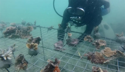 Foundation of Goodness – latest to partner Tokyo Cement to restore Southern Coral Reefs