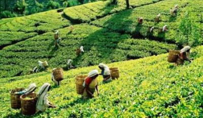 RPCs commit to increase monthly earnings to Rs. 25,000 with productivity link, Unions yet to agree