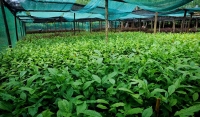 RPCs shed light on least understood crop development on estates