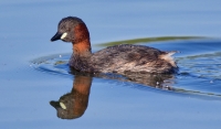 Orchid Malabe : An ideal residence for bird lovers (04 photos)
