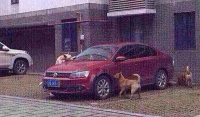 Stray dog kicked by driver for being in his parking bay returns with a pack of friends and trashes his car