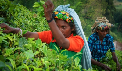 Industry stakeholders join Regional Plantations’ call for output-linked remuneration to sustain estate sector